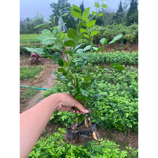 cây giống Nguyệt quế