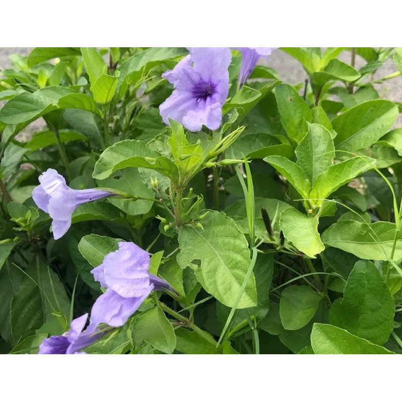 Combo 10 cây sâm đất giống, trồng bao sống
