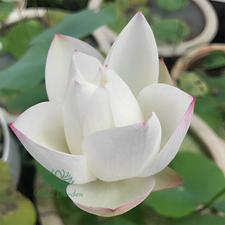 Củ sen mini Block ( dòng sen màu trắng mới 2023 )