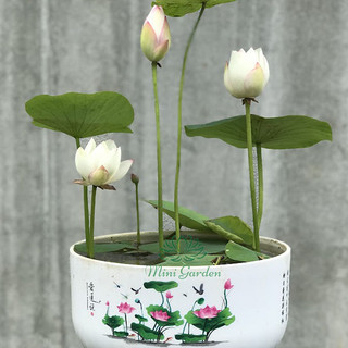 Củ sen mini Block ( dòng sen màu trắng mới 2023 )