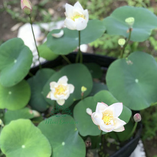 Củ sen mini Block ( dòng sen màu trắng mới 2023 )