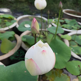 Củ sen mini Block ( dòng sen màu trắng mới 2023 )
