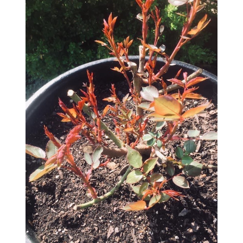 500 viên phân bón tan chậm vitamin buviplant dùng cho các loại hoa  cây ăn quả