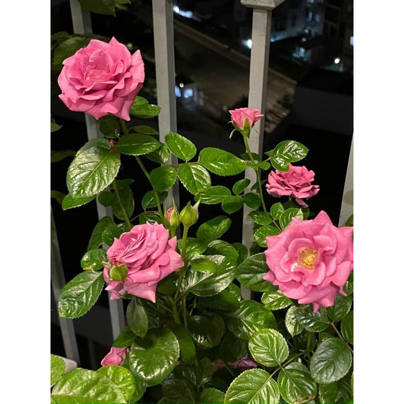 500 viên phân bón tan chậm vitamin buviplant dùng cho các loại hoa  cây ăn quả