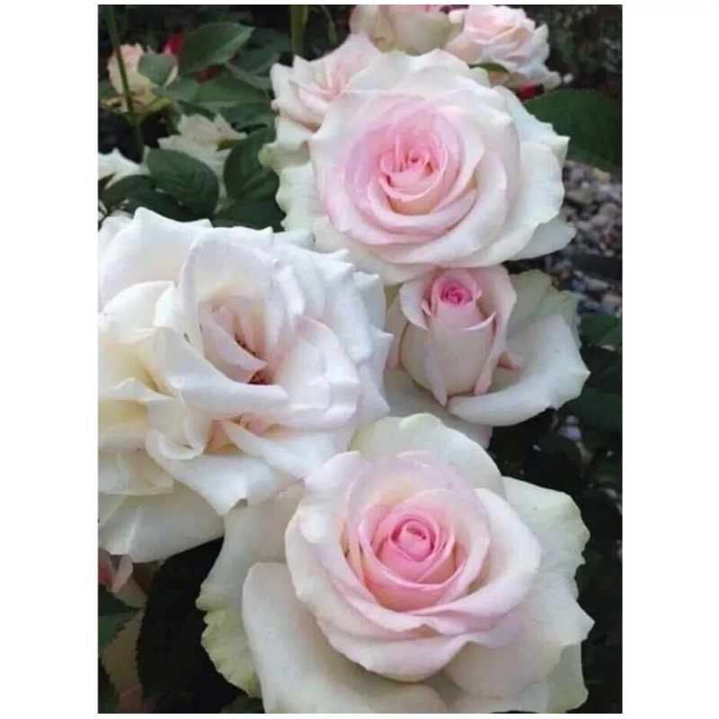 500 viên phân bón tan chậm vitamin buviplant dùng cho các loại hoa  cây ăn quả