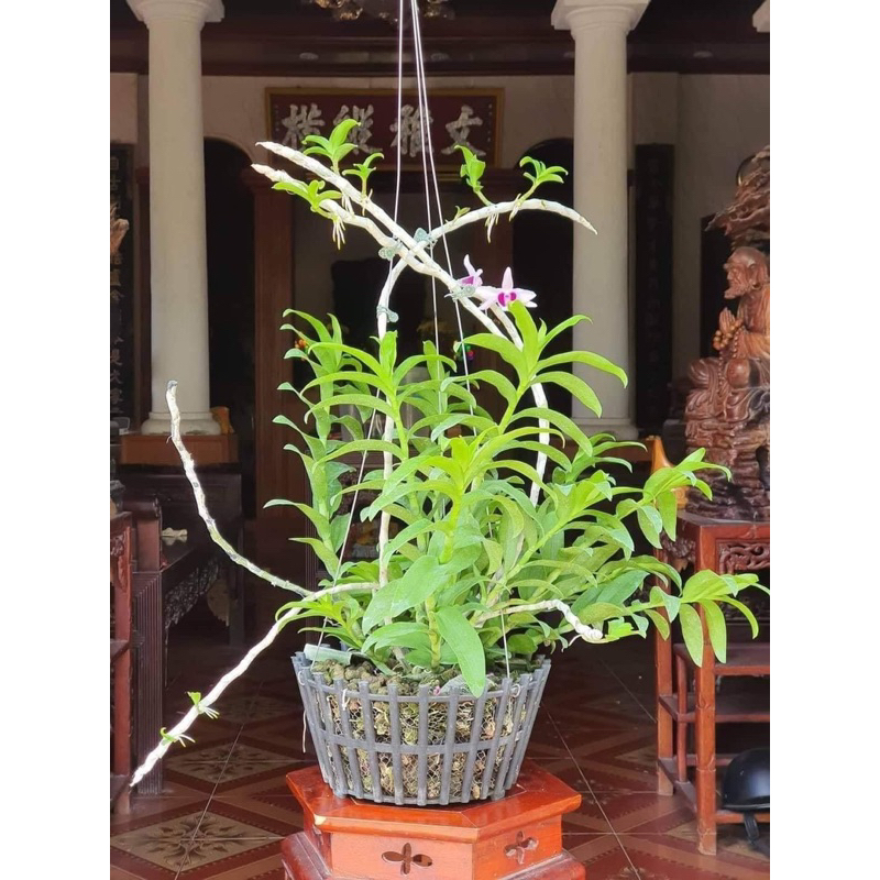 500 viên phân bón tan chậm vitamin buviplant dùng cho các loại hoa  cây ăn quả