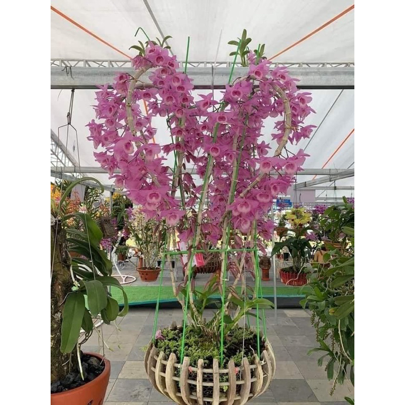 500 viên phân bón tan chậm vitamin buviplant dùng cho các loại hoa  cây ăn quả