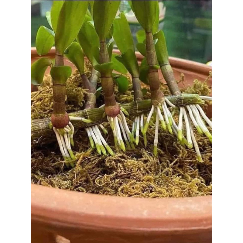 500 viên phân bón tan chậm vitamin buviplant dùng cho các loại hoa  cây ăn quả