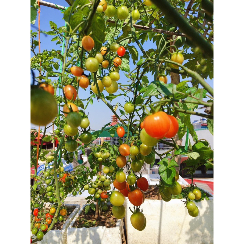 500 viên phân bón tan chậm vitamin buviplant dùng cho các loại hoa  cây ăn quả