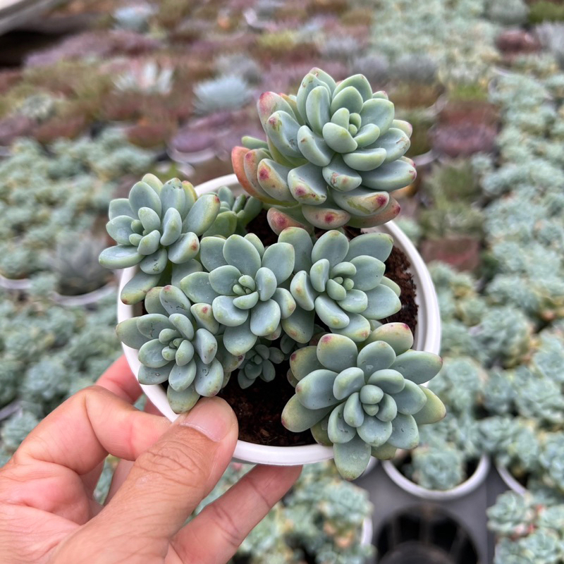cây sen đá Sỏi Thiên Thanh Sedum clavatum size trung bình 6-8cm, cây cảnh trang trí nhà cửa THUANPHAT GARDEN