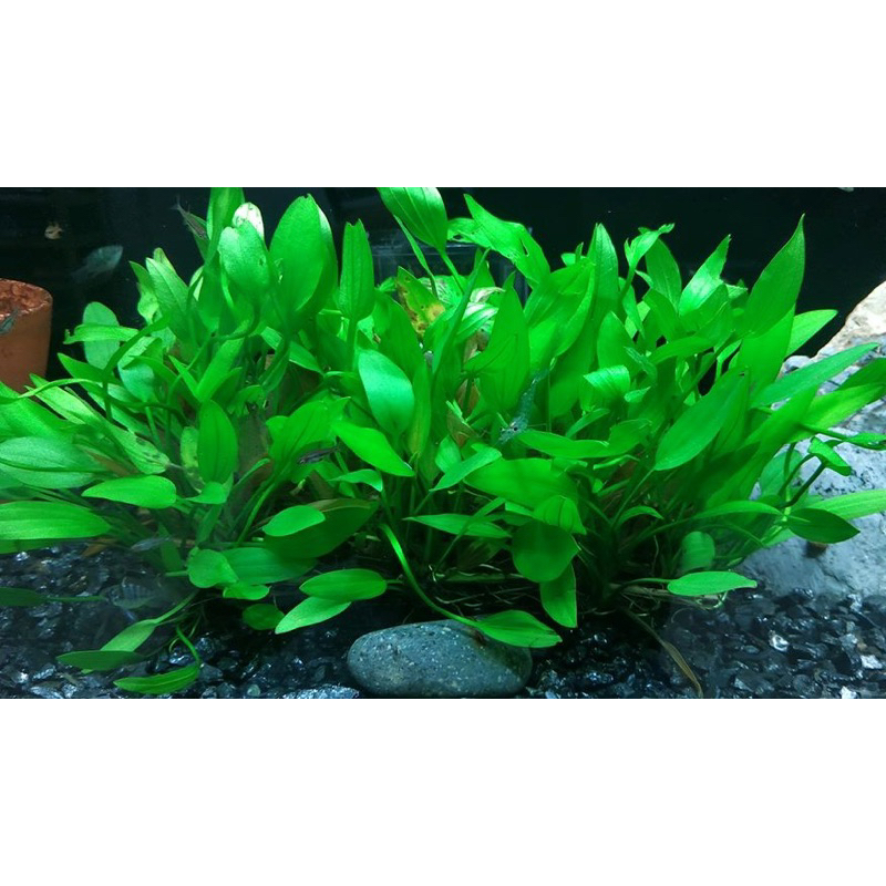 CÂY LĂNG MUỖNG THỦY SINH-15K/10NGỌN