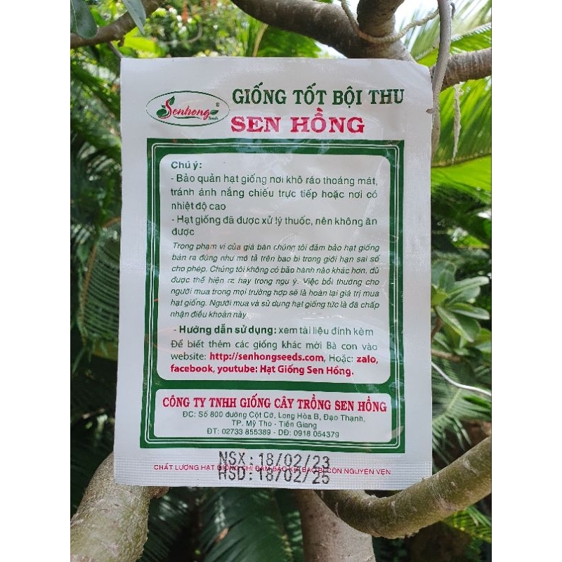 Hạt giống Mướp Hương Lai F1 SH45  - Sen Hồng