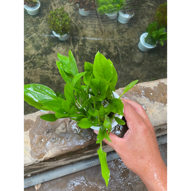 CÂY LĂNG MUỖNG THỦY SINH-15K/10NGỌN