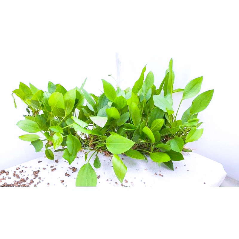 CÂY LĂNG MUỖNG THỦY SINH-15K/10NGỌN