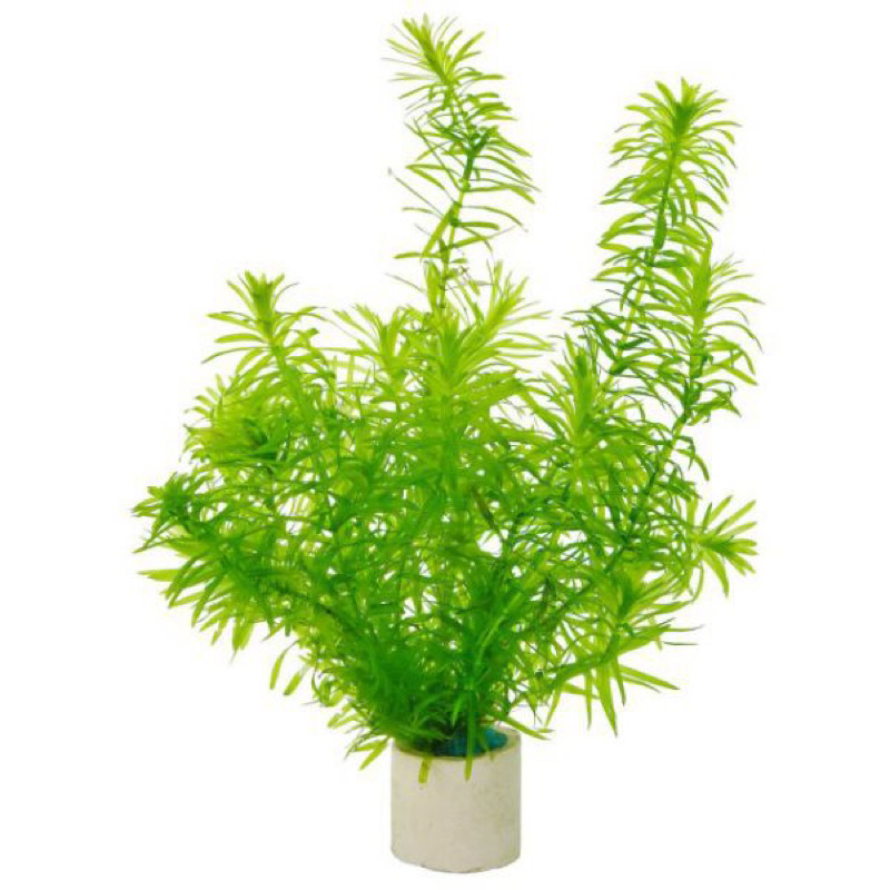 RONG ĐUÔI CHÓ TRANG TRÍ BỂ CÁ- 15K/15 NHÁNH