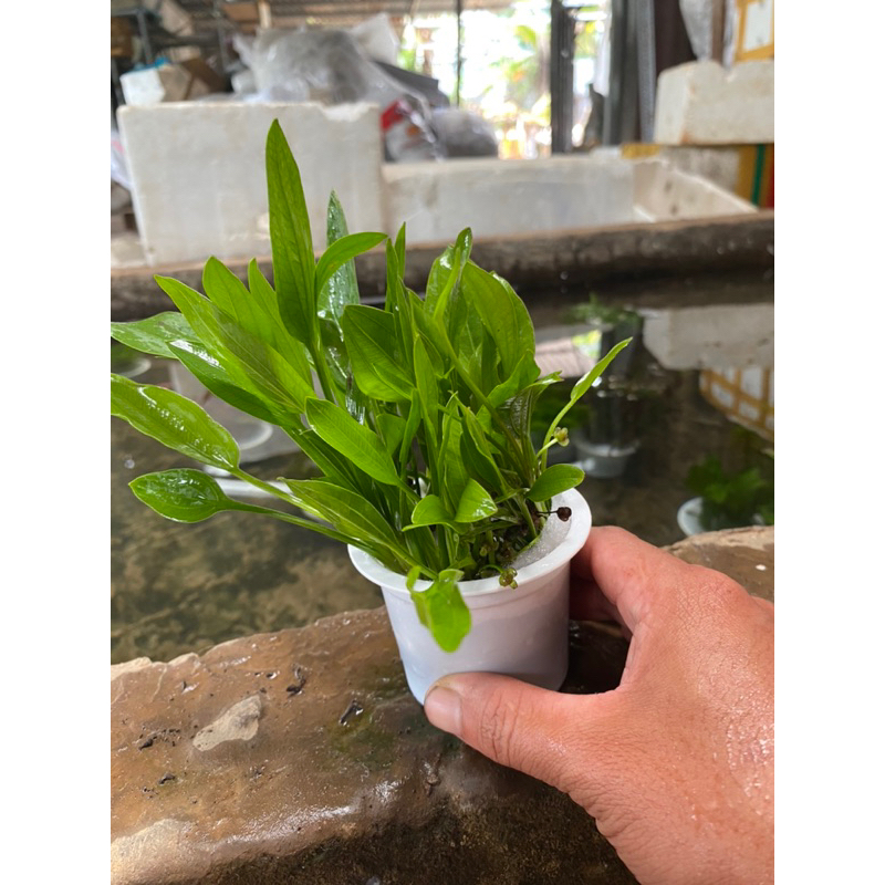 CÂY LĂNG MUỖNG THỦY SINH-15K/10NGỌN