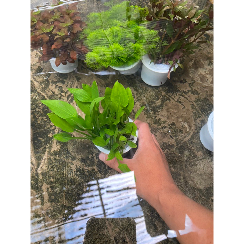 CÂY LĂNG MUỖNG THỦY SINH-15K/10NGỌN