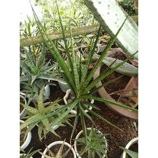 Sansevieria Prince Crown
