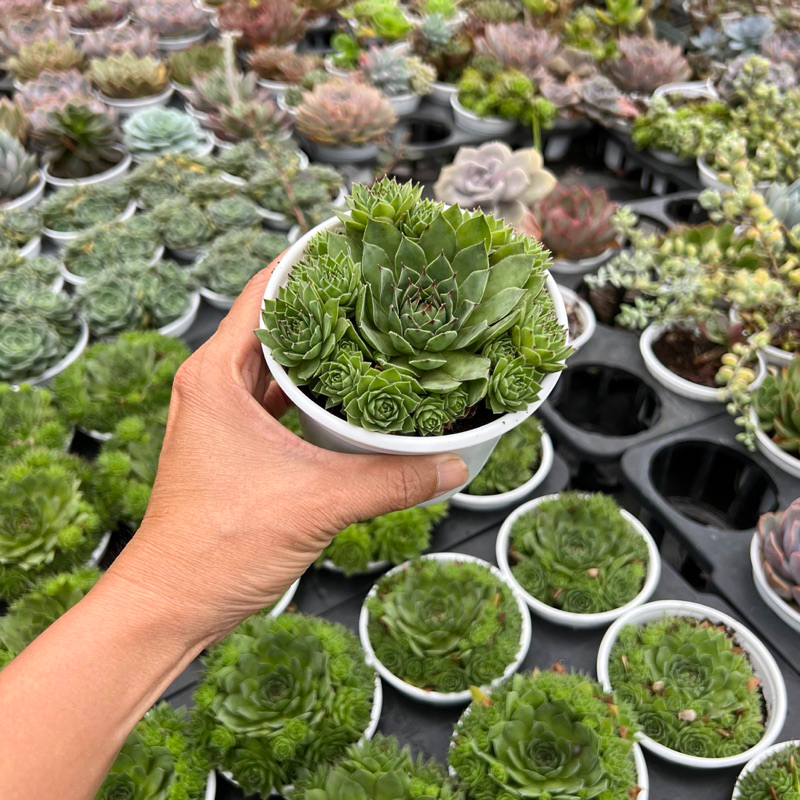 Cây sen đá Phật Bà Sempervivum tectorum size trung bình 6-8cm, cây cảnh trang trí nhà cửa THUANPHAT GARDEN