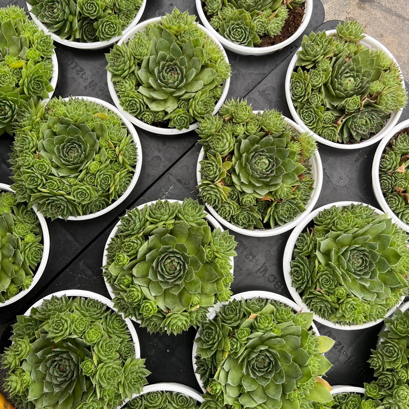 Cây sen đá Phật Bà Sempervivum tectorum size trung bình 6-8cm, cây cảnh trang trí nhà cửa THUANPHAT GARDEN