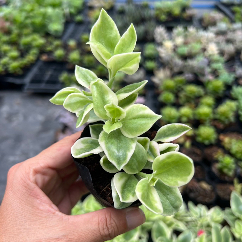 Cây sen đá Babysun rose size bầu 4-4,5cm, cây cảnh trang trí nhà cửa THUANPHAT GARDEN