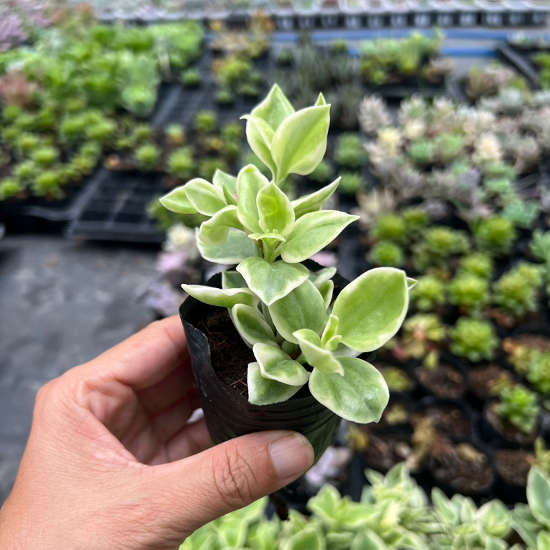 Cây sen đá Babysun rose size bầu 4-4,5cm, cây cảnh trang trí nhà cửa THUANPHAT GARDEN