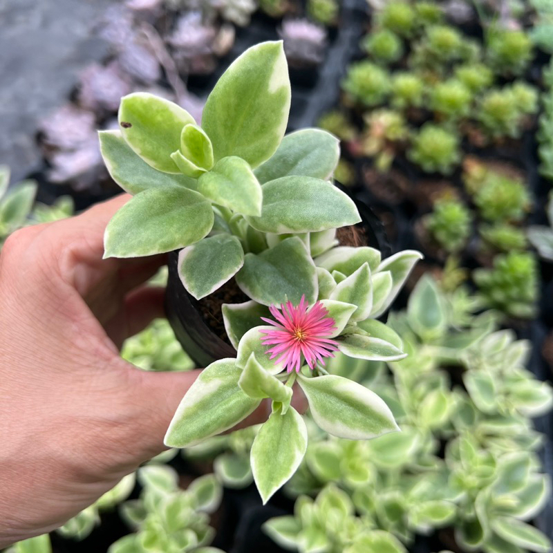 Cây sen đá Babysun rose size bầu 4-4,5cm, cây cảnh trang trí nhà cửa THUANPHAT GARDEN