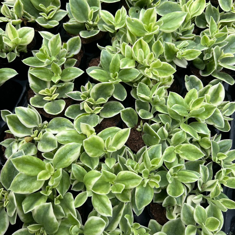 Cây sen đá Babysun rose size bầu 4-4,5cm, cây cảnh trang trí nhà cửa THUANPHAT GARDEN