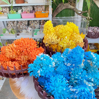 San hô trang trí bể ốc rụt rè, dã tràng, cua ẩn sỉ, decor nhà cửa, ốc mượn hồn