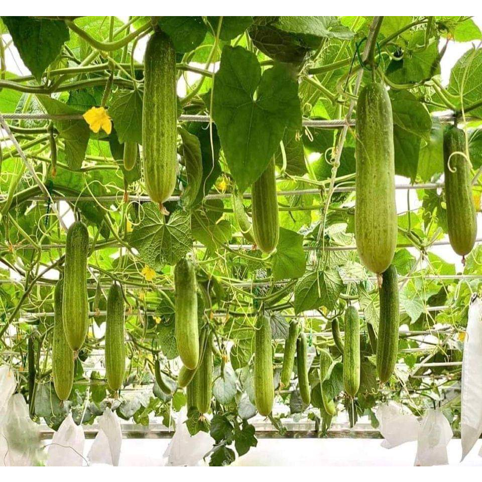 Gói 20 hạt giống dưa leo nếp VL103 - tỷ lệ nảy mầm 90%