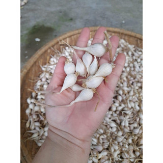 Tỏi cô đơn Lý Sơn chinh gốc