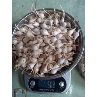 Tỏi cô đơn Lý Sơn chinh gốc