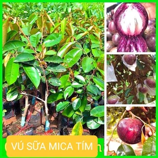 Cây vú sữa tím ghép