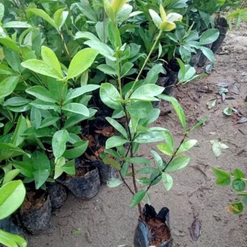 CÂY CHERRY BRAZIL CHỊU NHIỆT