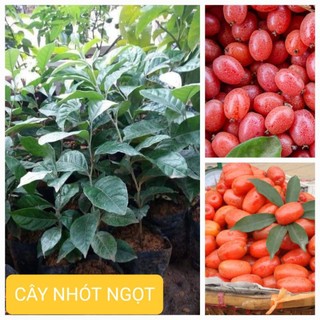 Cây giống nhót ngọt