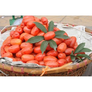 CÂY  GIỐNG  NHÓT NGỌT