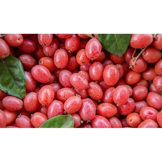 CÂY  GIỐNG  NHÓT NGỌT
