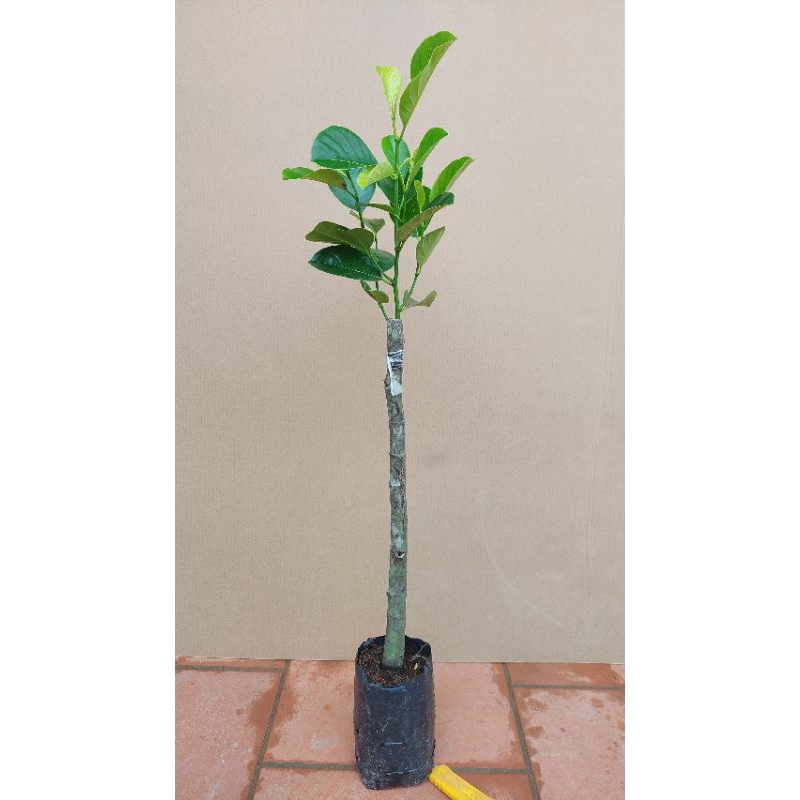 CÂY MÍT RUỘT ĐỎ GHÉP