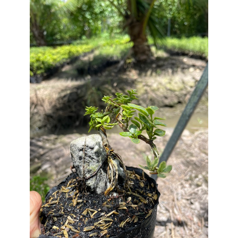 Sam hương đột biến ôm đá Bonsai mini