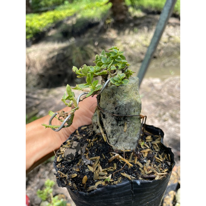 Sam hương đột biến ôm đá Bonsai mini