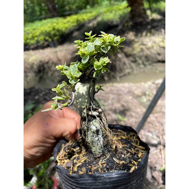 Sam hương đột biến ôm đá Bonsai mini