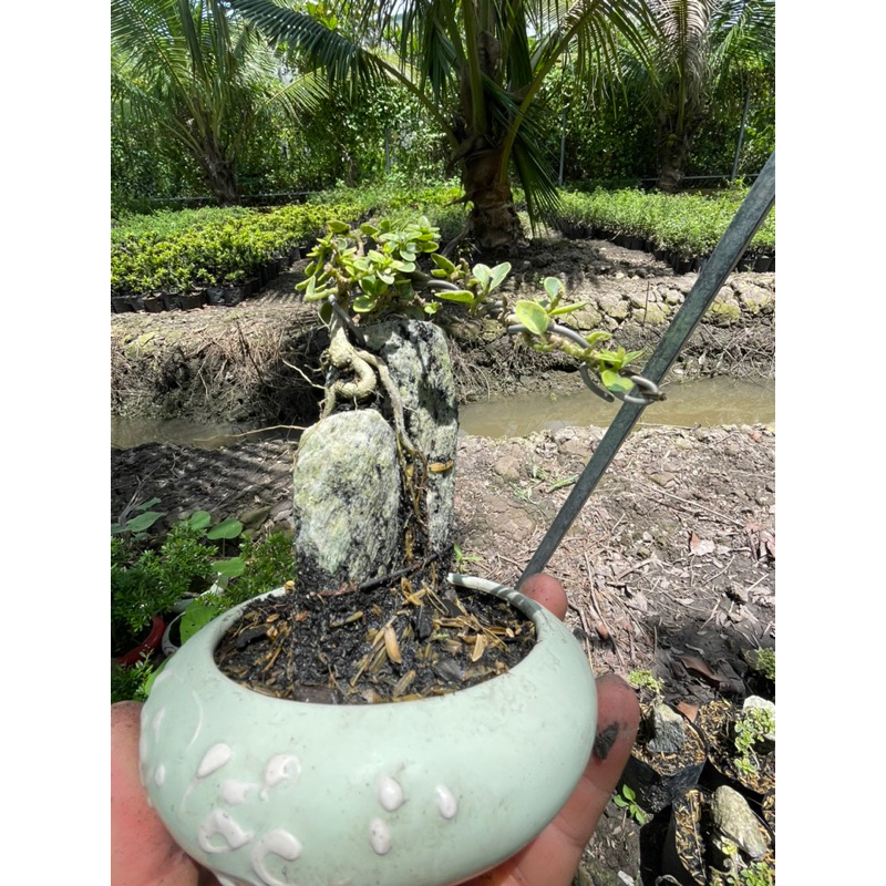 Sam hương đột biến ôm đá Bonsai mini