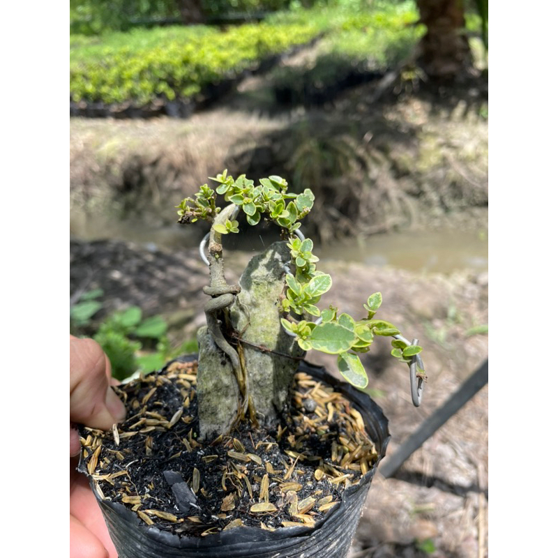 Sam hương đột biến ôm đá Bonsai mini