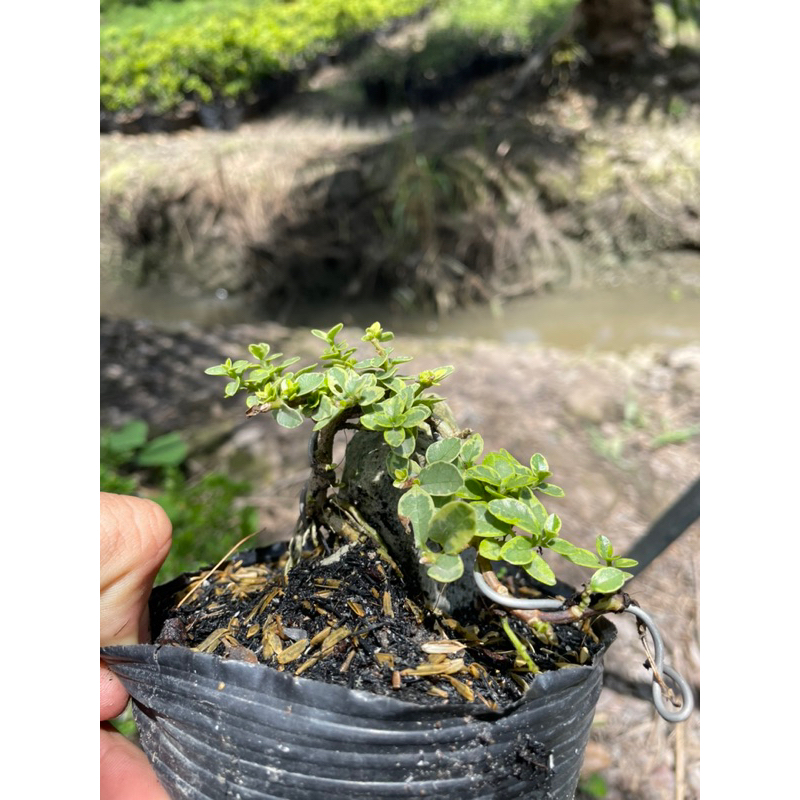 Sam hương đột biến ôm đá Bonsai mini