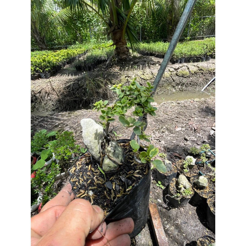 Sam hương đột biến ôm đá Bonsai mini