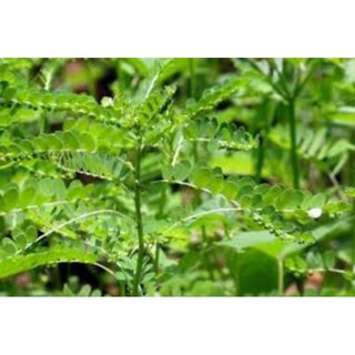 1kg diệp hạ châu tươi