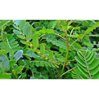 diệp hạ châu tươi 1 ký ( cây chó đẻ răng cưa )