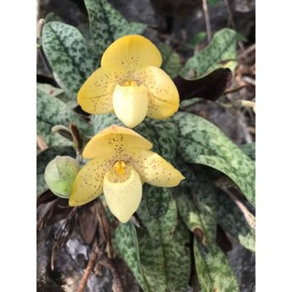 1 cây hài Gấm hoa vàng