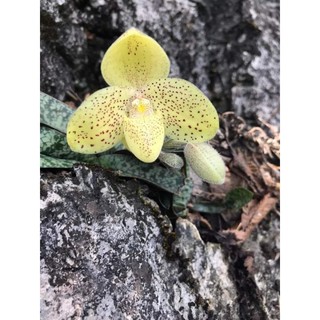 2 cây hài Gấm hoa vàng cây đẹp