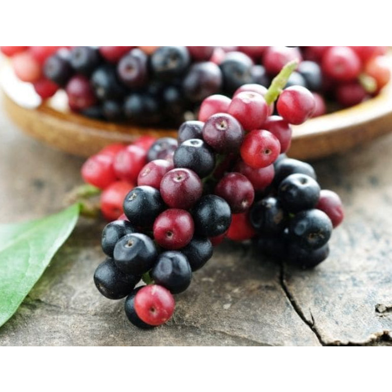 Cây giống chòi mòi